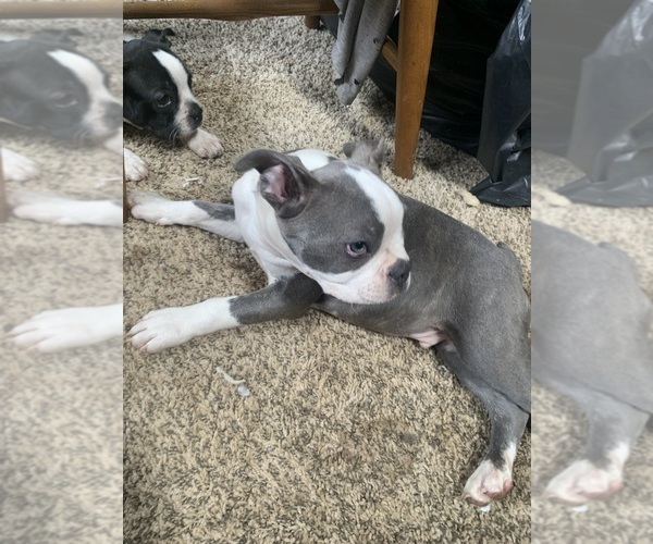 Medium Photo #21 Boston Terrier Puppy For Sale in PRAIRIE DU SAC, WI, USA