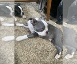 Small Photo #21 Boston Terrier Puppy For Sale in PRAIRIE DU SAC, WI, USA