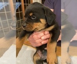 Puppy 3 Rottweiler