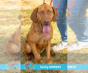 Labrador Retriever-Redbone Coonhound Mix Dogs for adoption in Mobile, AL, USA