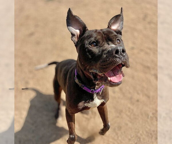 Medium Photo #2 Mutt Puppy For Sale in Aurora, CO, USA