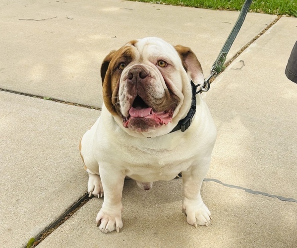 Medium Photo #1 Olde English Bulldogge Puppy For Sale in AUSTIN, TX, USA