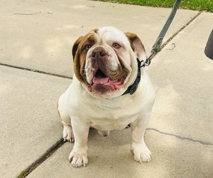 Father of the Olde English Bulldogge puppies born on 06/21/2025