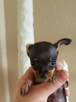 Medium Photo #11 Miniature Pinscher Puppy For Sale in BULGER, PA, USA