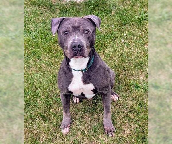 Medium Photo #2 American Pit Bull Terrier Puppy For Sale in Akron, OH, USA