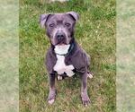 Small #1 American Pit Bull Terrier