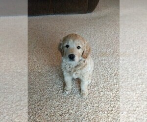 Goldendoodle Puppy for sale in STANDISH, MI, USA