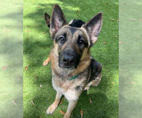 Medium Photo #1 German Shepherd Dog Puppy For Sale in Mt. Airy, MD, USA