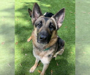 Medium German Shepherd Dog