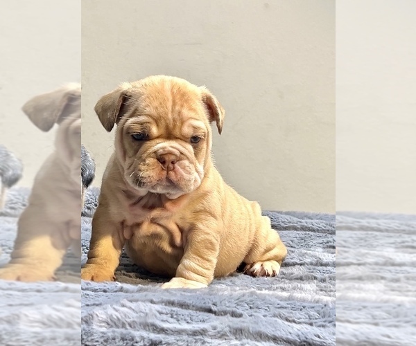 Medium Photo #2 English Bulldog Puppy For Sale in CHARLOTTESVILLE, VA, USA