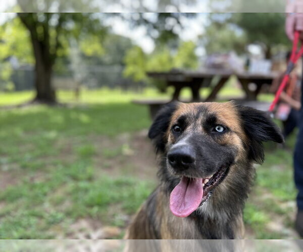 Medium Photo #3 Australian Shepherd-German Shepherd Dog Mix Puppy For Sale in Dallas, TX, USA