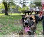 Small #2 Australian Shepherd-German Shepherd Dog Mix