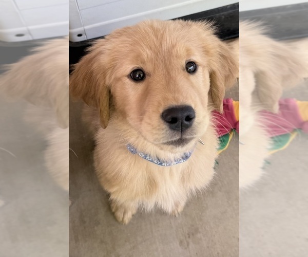 Medium Photo #2 Golden Retriever Puppy For Sale in PORTALES, NM, USA