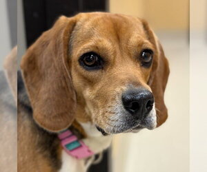 Beagle-Unknown Mix Dogs for adoption in Jefferson, WI, USA