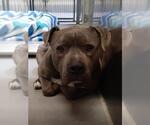 Small #5 American Pit Bull Terrier Mix