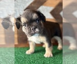 Small French Bulldog