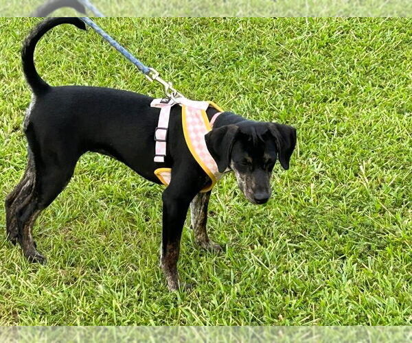 Medium Photo #2 Mutt Puppy For Sale in Alexander, AR, USA