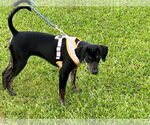 Small #1 Mutt