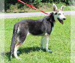 Small #1 Siberian Husky Mix