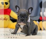 Small #5 French Bulldog