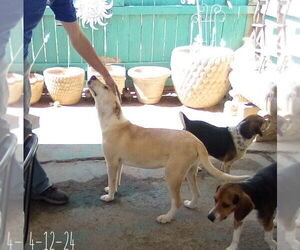 Jingles-his BFF is Baby Girl - Male Labrador Retriever-Unknown Mix Dog for Adoption - Photo #8