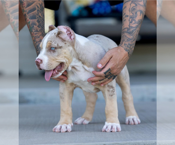 Medium Photo #1 American Bully Puppy For Sale in HOUSTON, TX, USA