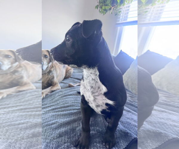 Medium Photo #6 Border Collie-Unknown Mix Puppy For Sale in Columbus, IN, USA