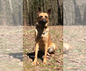 Belgian Malinois Puppy for sale in MORRILTON, AR, USA