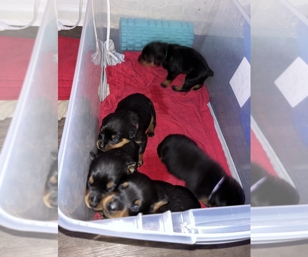 Medium Photo #11 Rottweiler Puppy For Sale in ZEPHYRHILLS, FL, USA