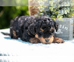 Small Photo #14 Miniature Bernedoodle Puppy For Sale in BREMEN, IN, USA