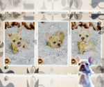 Small Photo #6 English Bulldog Puppy For Sale in ATHENS, GA, USA