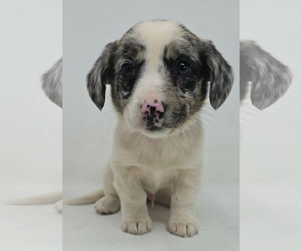 Medium Photo #3 Australian Shepherd-Unknown Mix Puppy For Sale in pomfret, CT, USA