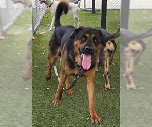 AL - Male Rottweiler-Unknown Mix Dog for Adoption - Photo #2