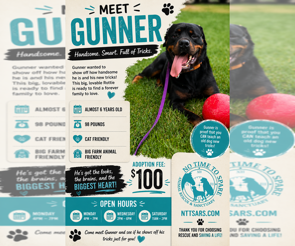 Medium Photo #3 Rottweiler Puppy For Sale in Foristell, MO, USA