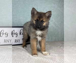 Pomsky Puppy for sale in FRANKLIN, IN, USA