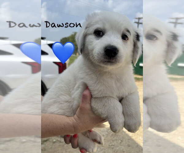 Medium Photo #2 Australian Shepherd Puppy For Sale in Brewster, NY, USA