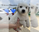 Small #1 Australian Shepherd