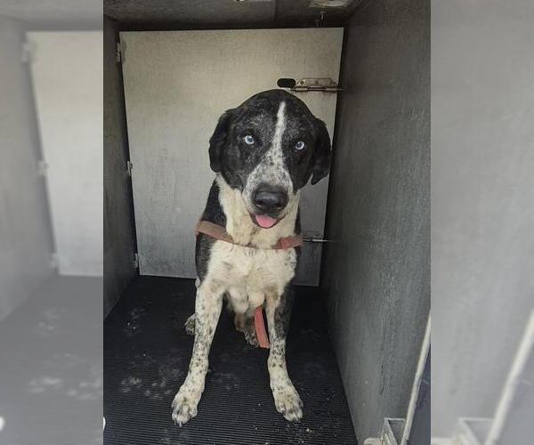 Medium Photo #1 Catahoula Leopard Dog-Unknown Mix Puppy For Sale in San Antonio, TX, USA