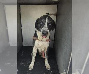 Catahoula Leopard Dog-Unknown Mix Dogs for adoption in San Antonio, TX, USA