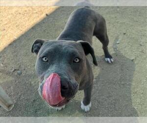 American Pit Bull Terrier Dogs for adoption in Martinez, CA, USA
