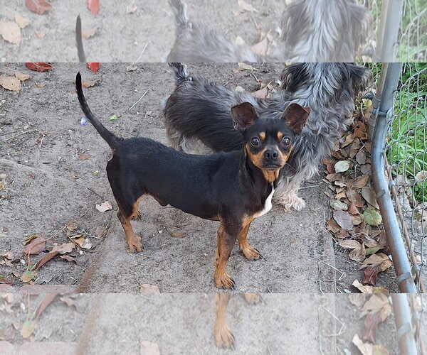 Medium Photo #2 Miniature Pinscher-Unknown Mix Puppy For Sale in Mobile, AL, USA
