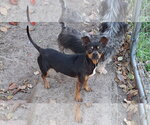 Small #1 Miniature Pinscher Mix