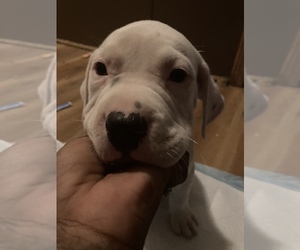 Dogo Argentino Puppy for sale in HENDERSON, TX, USA