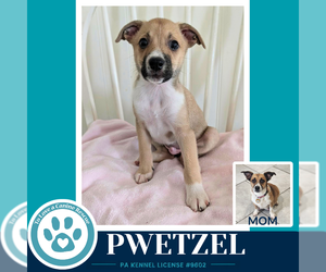 Beagle-Unknown Mix Dogs for adoption in Kimberton, PA, USA
