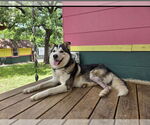Small #4 Huskies  Mix