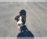 Small #8 Bernese Mountain Dog