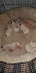 Small Photo #34 Bull Terrier Puppy For Sale in JACKSON, MI, USA
