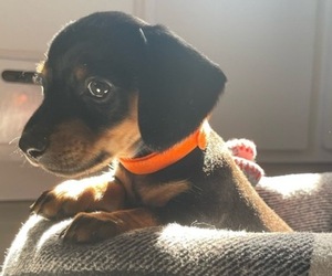 Dachshund Puppy for sale in EVANS, CO, USA