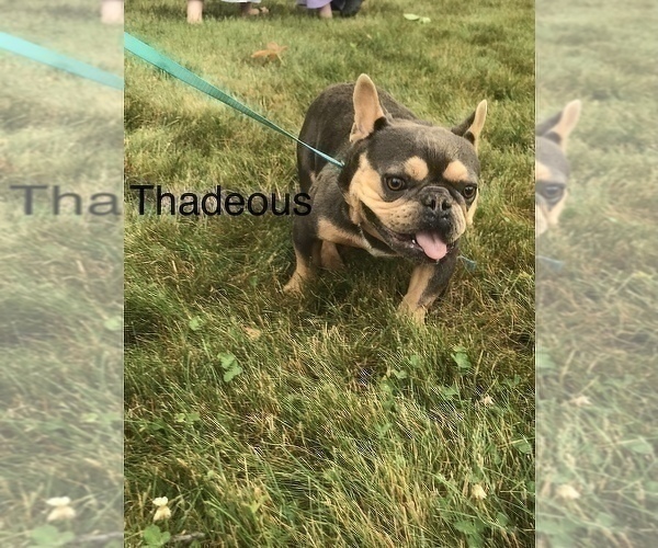 Medium Photo #1 French Bulldog Puppy For Sale in GOSHEN, IN, USA