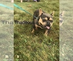 Small Photo #1 French Bulldog Puppy For Sale in GOSHEN, IN, USA